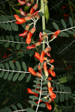Sutherlandia frutescens RCP6-2014 102.JPG